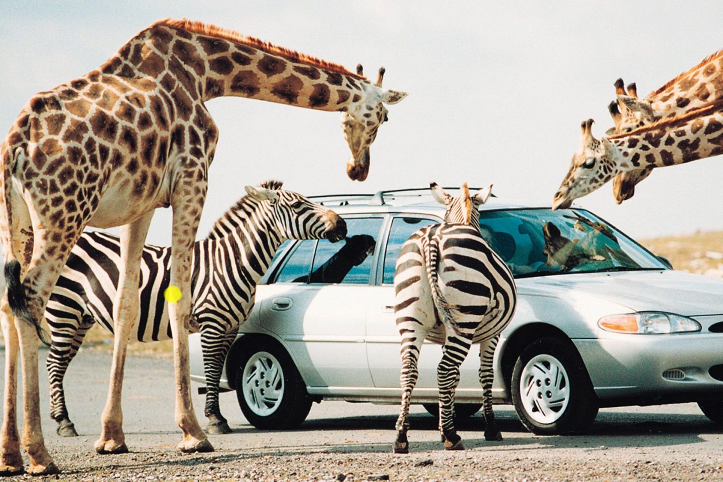 Giraffes at African Lion Safari