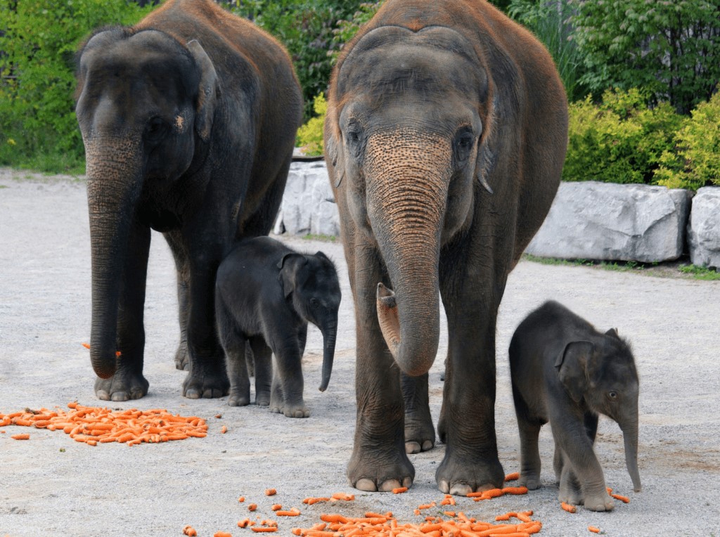 Lion resting at African Lion Safari