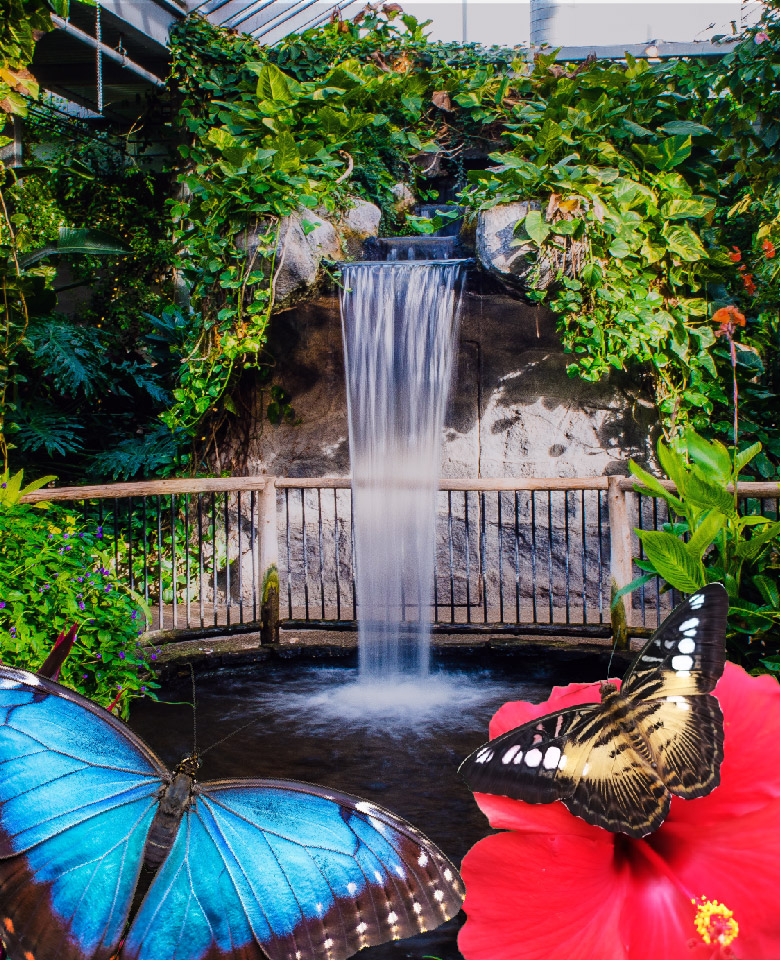 Cambridge Butterfly Conservatory, Cambridge, Ontario: Colorful butterflies flying in a lush tropical environment.