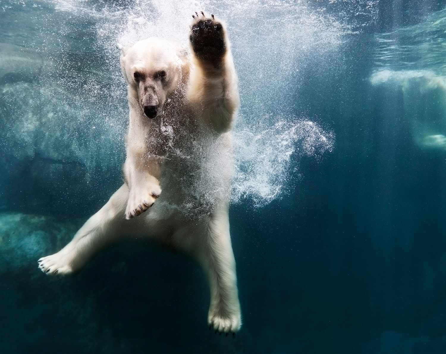 A polar bear at the Toronto Zoo, Canada.